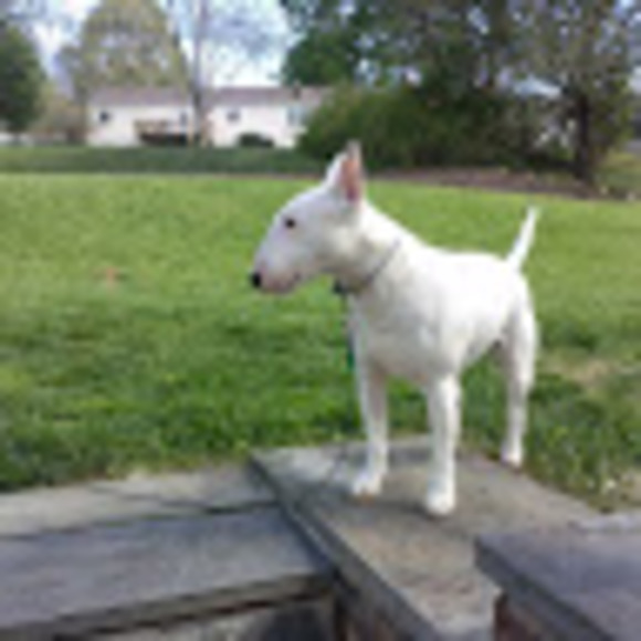 Meet your Posher, Chris - Picture 1 of 1